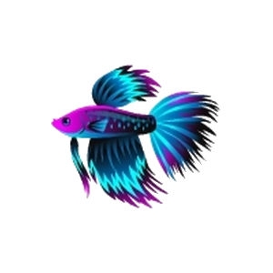 Cosmic Starburst Betta